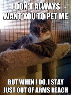 The Most Interesting Cat in the World