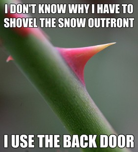 Self Important Prick
