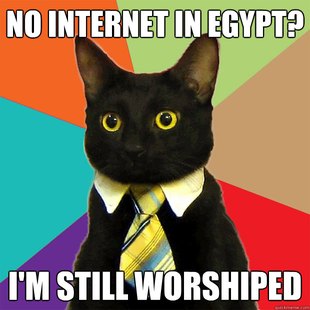 Business Cat