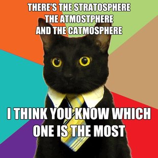 Business Cat