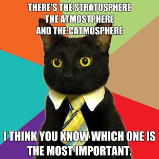 Business Cat