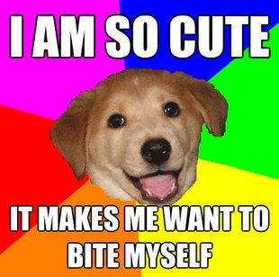 Advice Dog