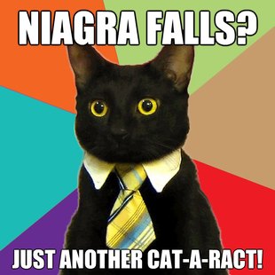 Business Cat