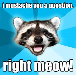 Lame Pun Coon