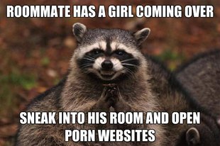 Evil Plotting Raccoon