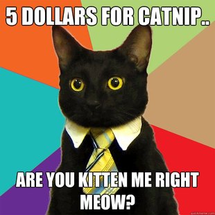 Business Cat