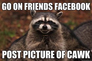 Evil Plotting Raccoon