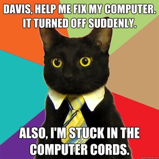 Business Cat