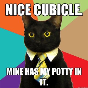 Business Cat