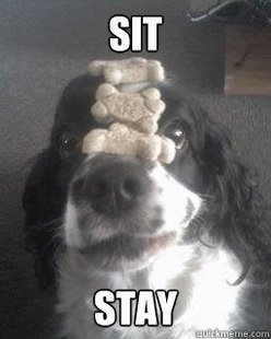 No Self-esteem Excellently Trained Cockerspaniel
