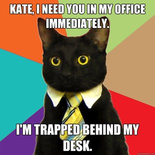 Business Cat