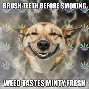 Stoner Dog