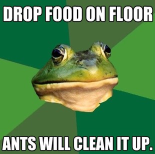 Foul Bachelor Frog