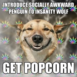 Stoner Dog