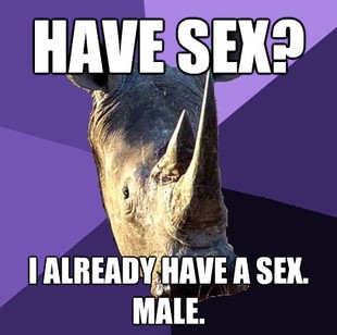 Sexually Oblivious Rhino