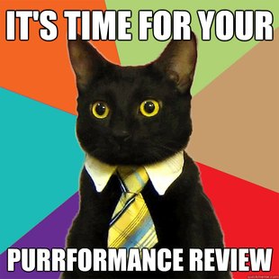 Business Cat