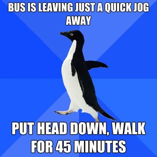 Socially Awkward Penguin