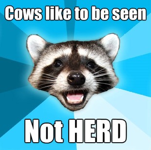 Lame Pun Coon