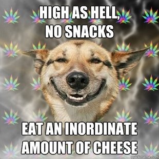 Stoner Dog