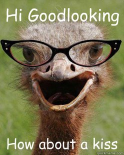 Judgmental Bookseller Ostrich