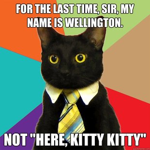 Business Cat