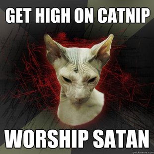 Evil Cat