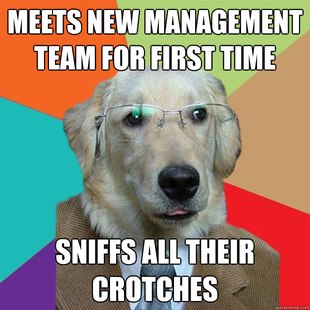 Business Dog