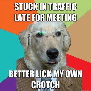 Business Dog
