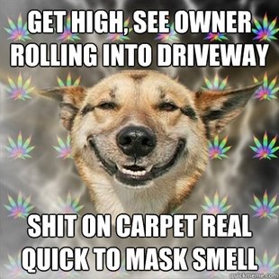 Stoner Dog