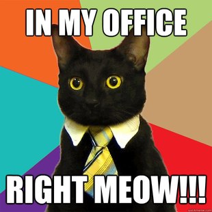 Business Cat