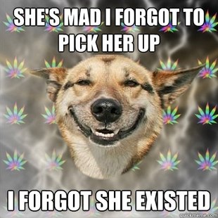 Stoner Dog