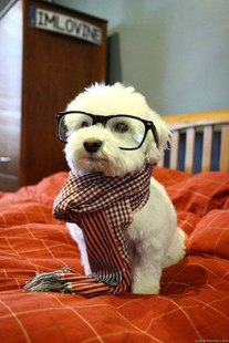 Hipster Dog