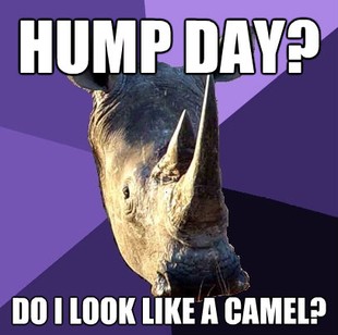 Sexually Oblivious Rhino