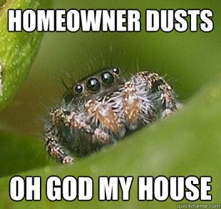 Misunderstood Spider