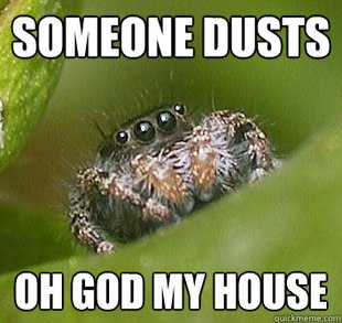 Misunderstood Spider