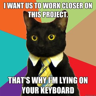 Business Cat