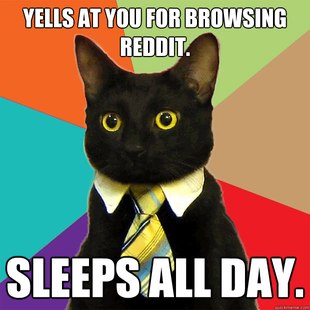 Business Cat