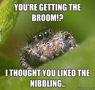 Misunderstood Spider