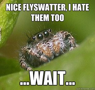 Misunderstood Spider