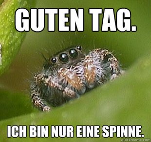 Misunderstood Spider