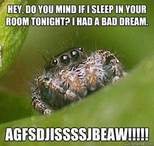 Misunderstood Spider